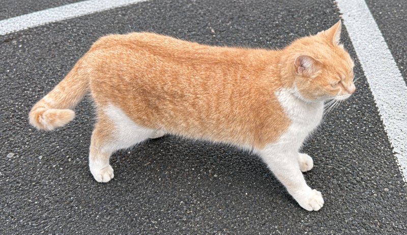 初めて出会った時の猫
