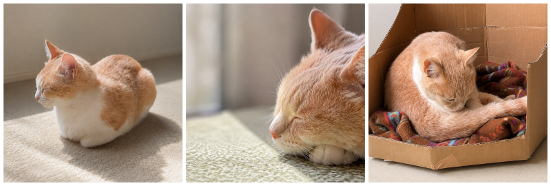 家猫