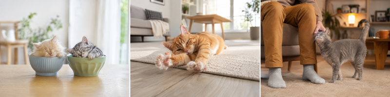 癒しの猫3