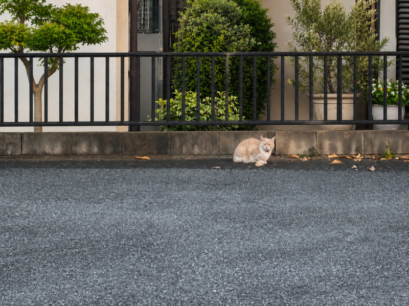 距離のある猫