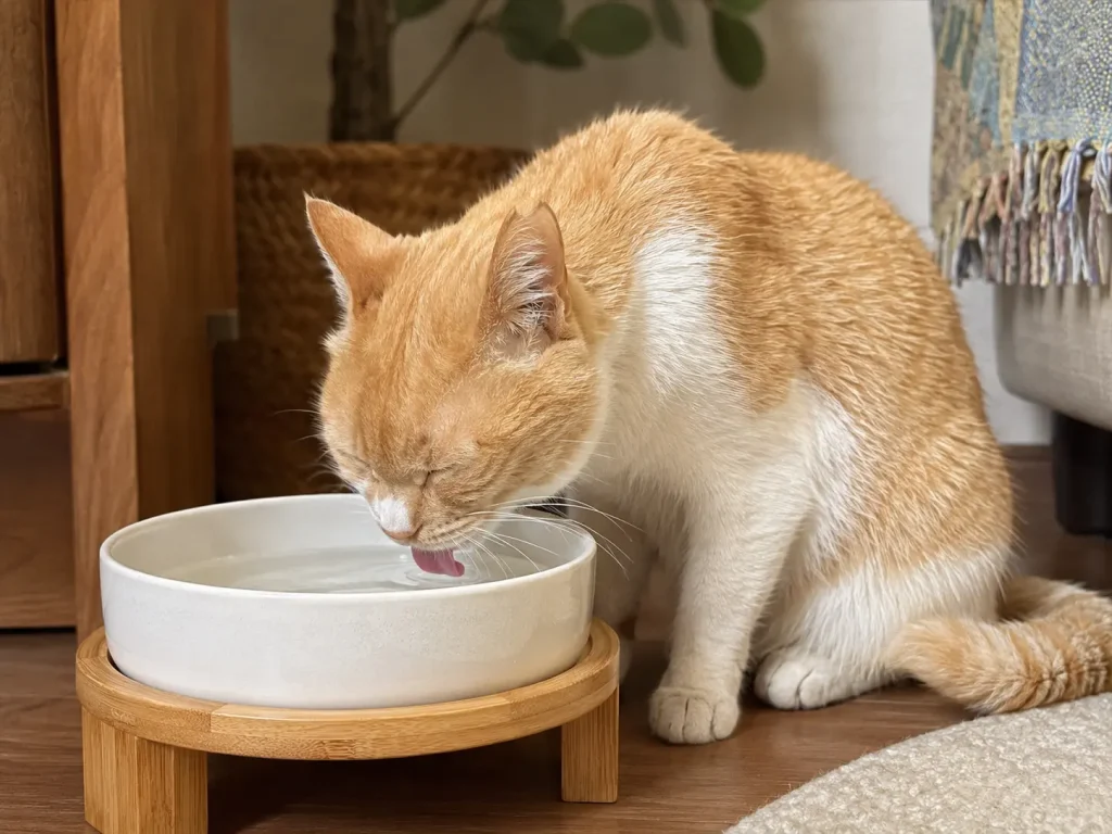 水皿から水を飲む猫|猫が水を飲まない時の飲水環境