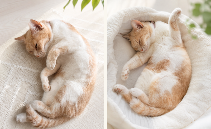 お腹を見せて眠る猫|安心している時に見せる信頼のサイン